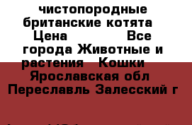 чистопородные британские котята › Цена ­ 10 000 - Все города Животные и растения » Кошки   . Ярославская обл.,Переславль-Залесский г.